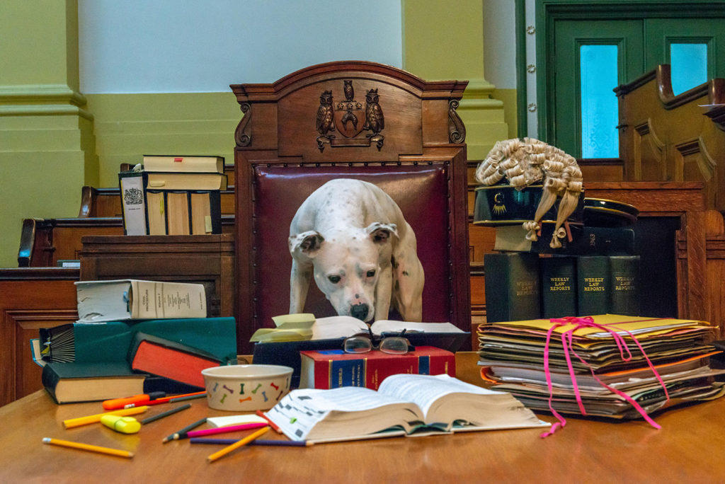 A white dog is in a courtroom standing on a judge's chair. The dog is flanked by objects relating to the legal profession, including a white wig, books, reading glasses and highlighters. There is also a dog bowl on the table in front of the dog. The dog is sniffing the objects.